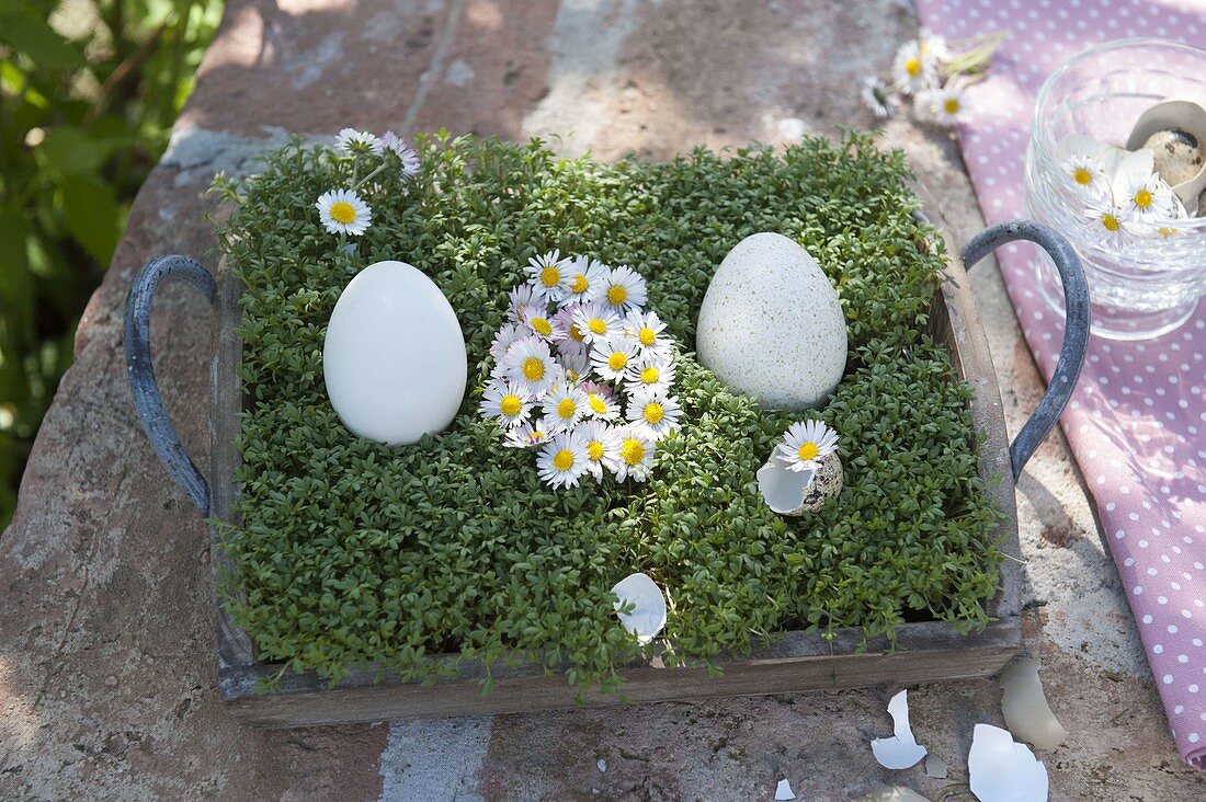 Blüten von Bellis (Gänseblümchen) in Eiform gelegt zwischen Ostereiern