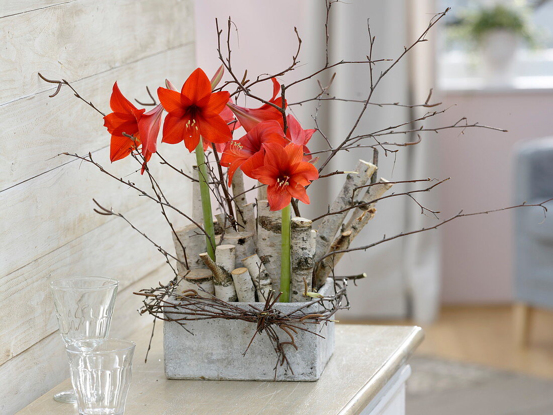 Modernes Gesteck in grauem Kasten: Hippeastrum (Amaryllis)