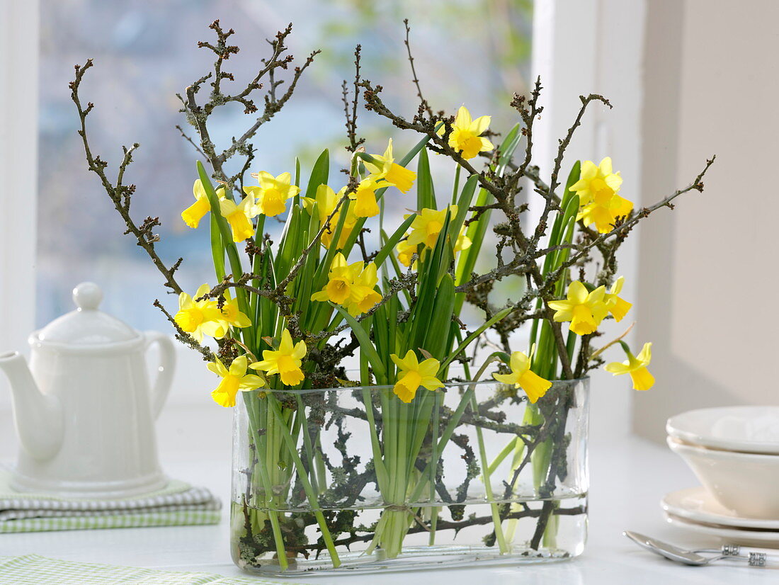 Elongated glass container with Narcissus 'Tete-a-Tete' (daffodils)