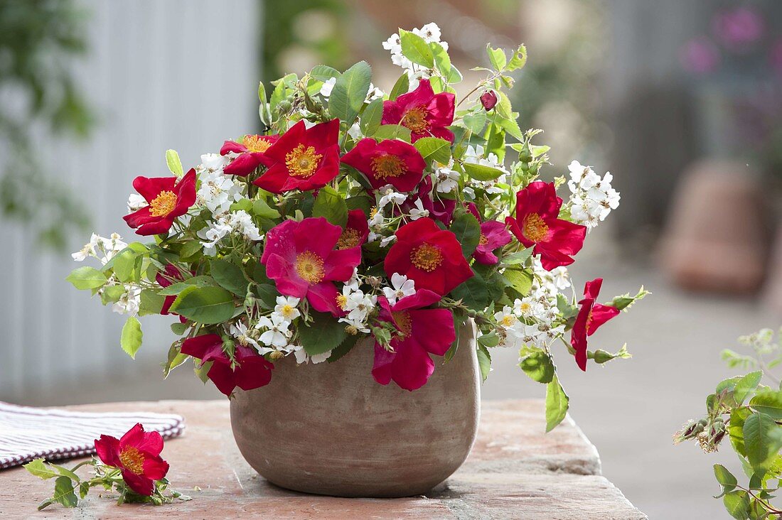 Red and white bouquet of Rosa 'Scharlachglut' and Multiflora (roses)