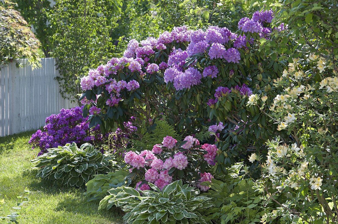 Rhododendron bed from left: Rhododendron obtusum 'Königstein' (King's stone)
