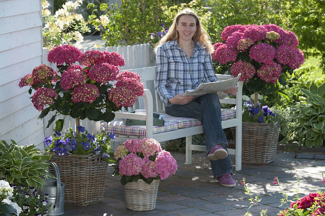 Shady terrace with Hydrangea macrophylla 'Amsterdam' (hydrangea)