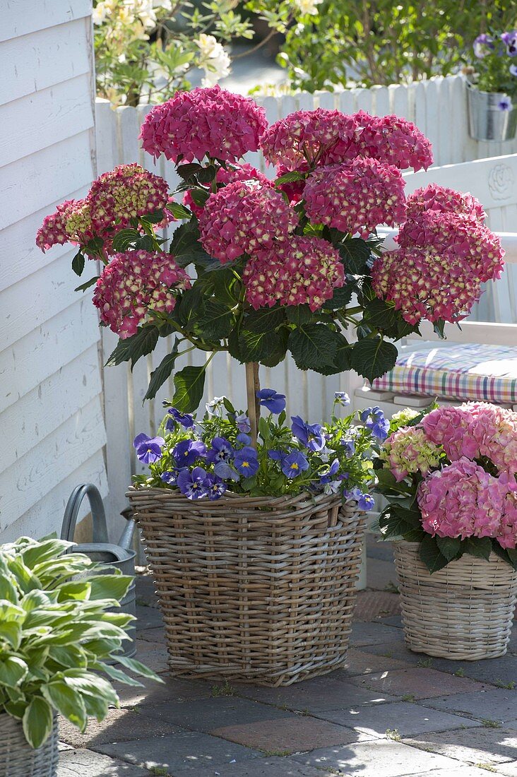 Hydrangea macrophylla 'Amsterdam' (Hortensie)