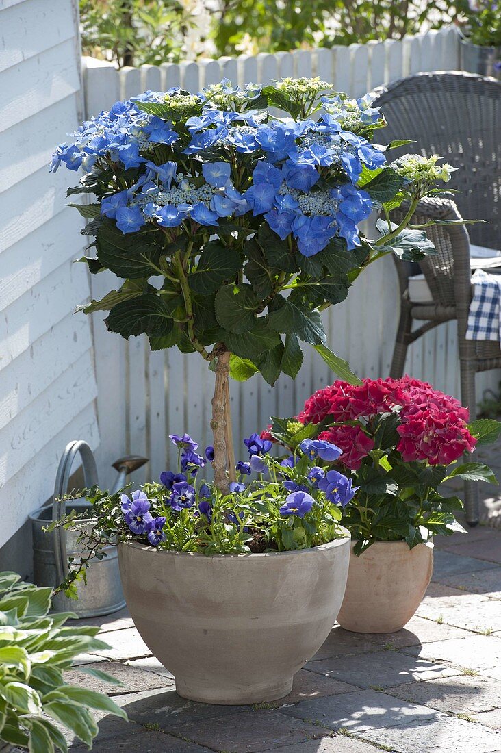 Hydrangea 'Blaumeise' (Hortensien-Stamm) unterpflanzt mit Viola