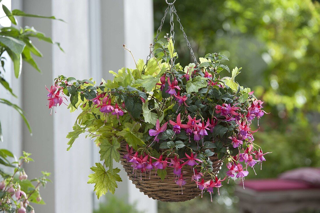 Basket hanging basket for the shade balcony: Fuchsia 'Beacon' red-blue (fuchsia)