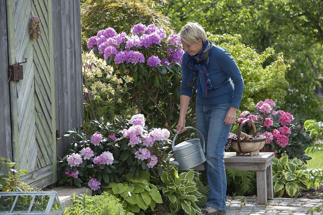 Rhododendron 'Catawbiense Boursault', Yakushimanum 'Silver Cloud'