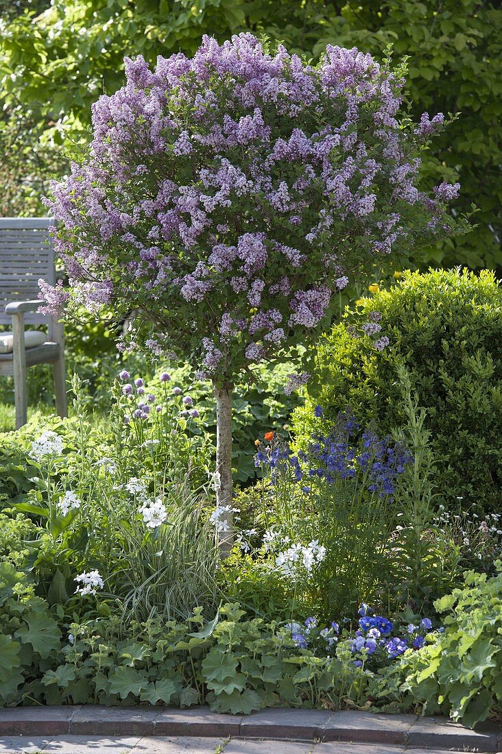 Duftbeet mit Syringa meyeri 'Palibin' (Zwerg-Flieder), Aquilegia (Akelei)