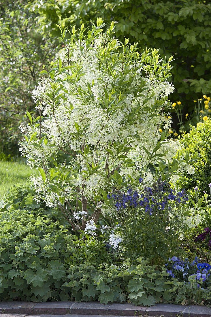 Chionanthus virginicus (Schneeflockenstrauch) mit Aquilegia (Akelei)