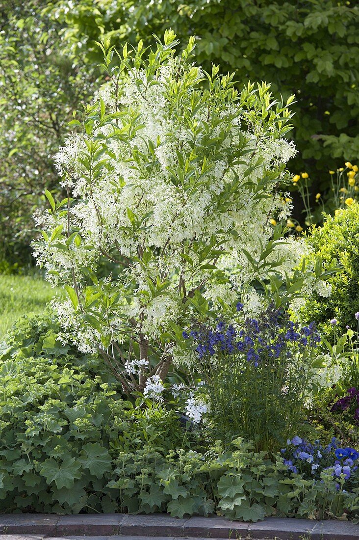 Chionanthus virginicus (Snowflake bush) with Aquilegia (Columbine)