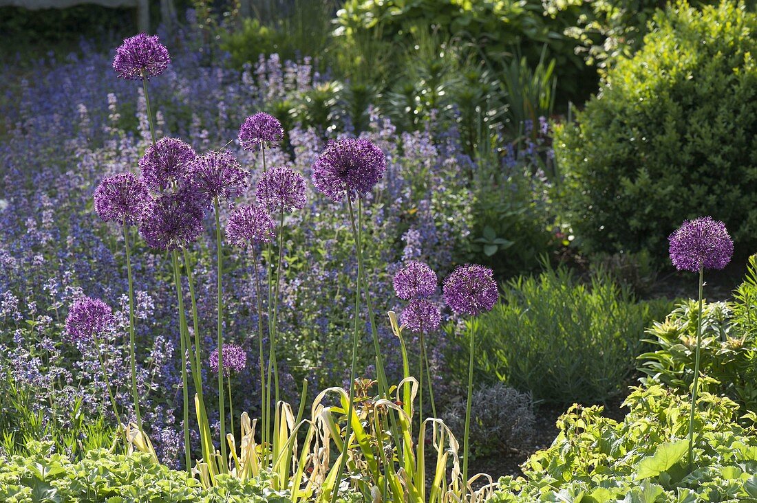 Allium 'Globemaster' (ornamental allium) in bed with Alchemilla (lady's mantle)