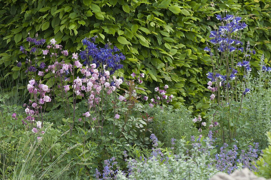 Flowering Aquilegia vulgaris (columbine)