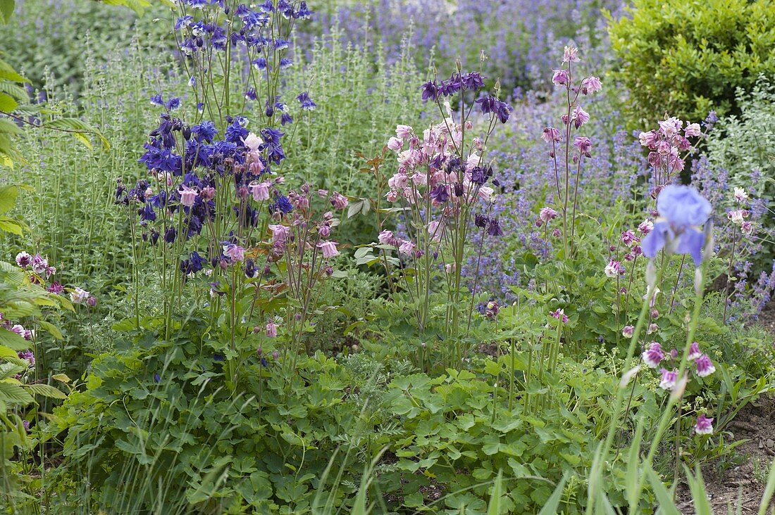 Flowering Aquilegia vulgaris (columbine) in the garden