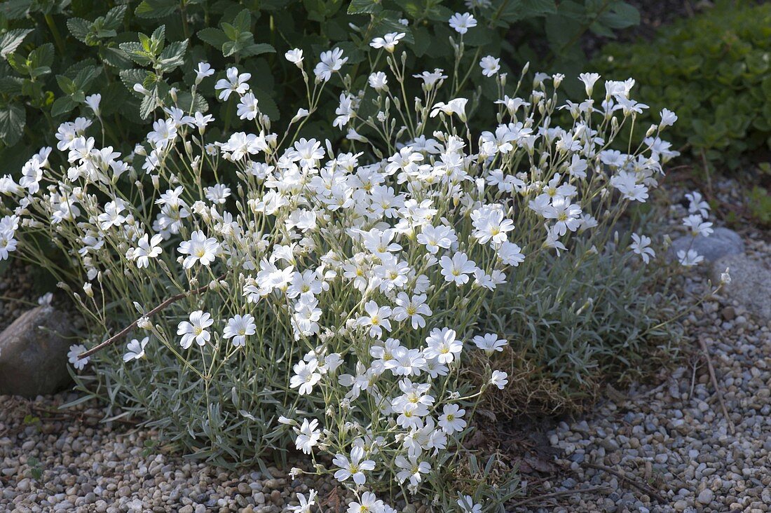 Cerastium arvense (Hornwort)