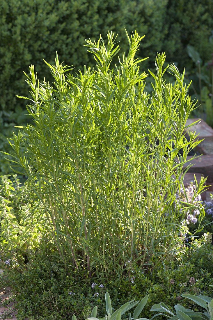 Tarragon (Artemisia dranunculus)