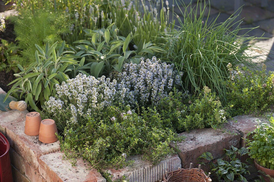 Raised bed of old bricks planted with herbs