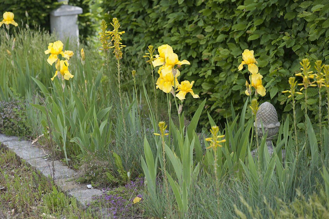 Iris barbata-elatior (Schwertlilien), Asphodeline lutea (Junkerlilien)