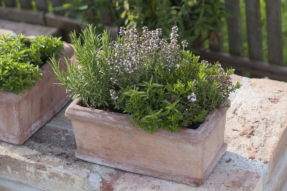 Terracotta box with rosemary (Rosmarinus), thyme