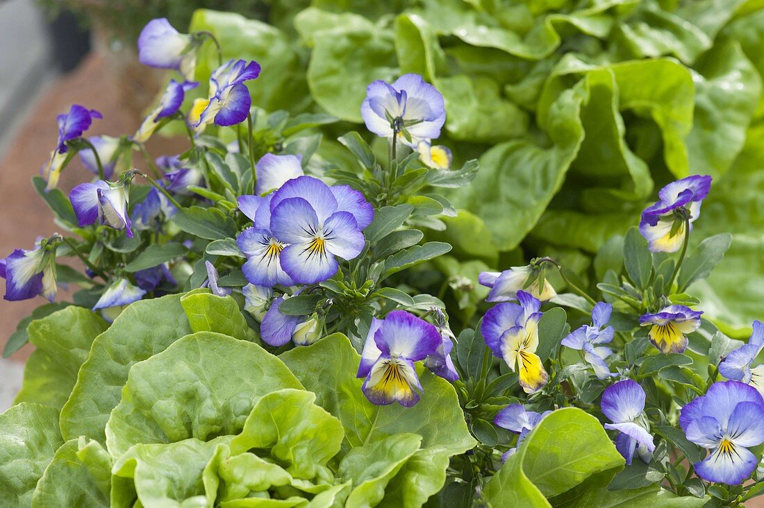 Terrakottakasten mit Salat (Lactuca) und Viola cornuta (Hornveilchen)