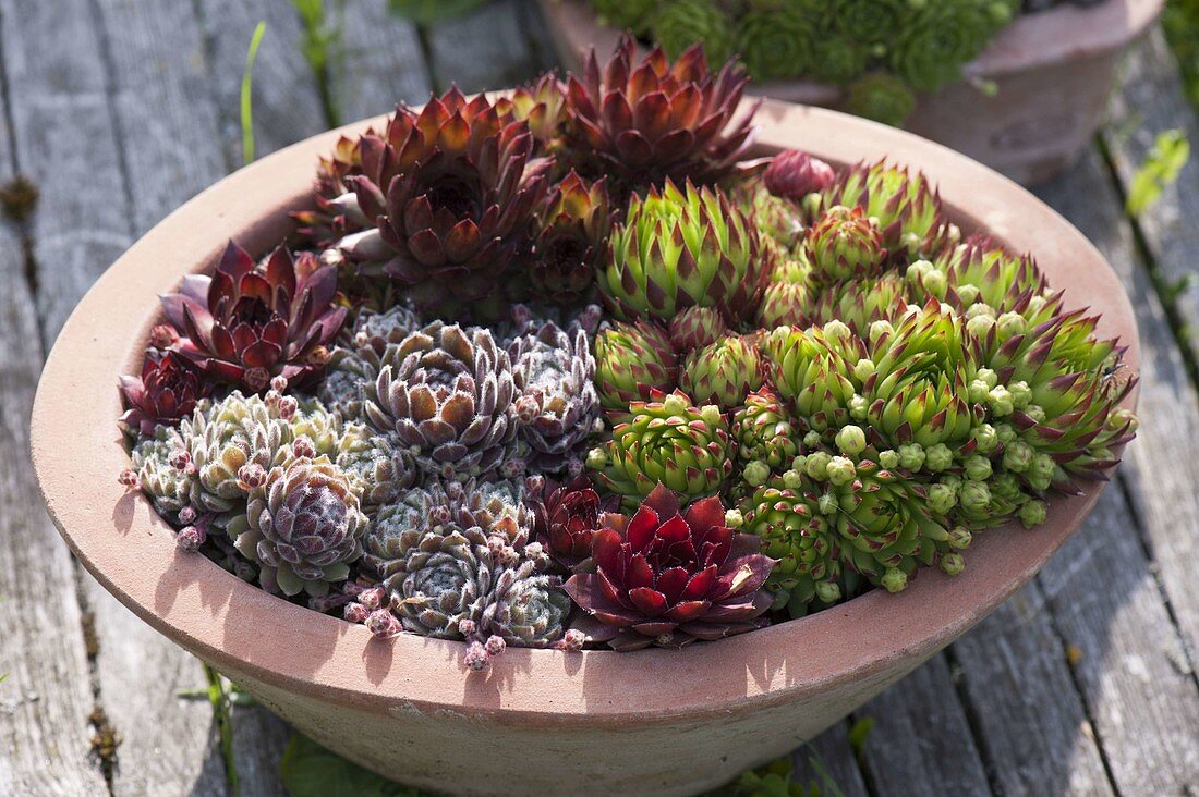 Terracotta bowl with Sempervivum (houseleek, roofleek)