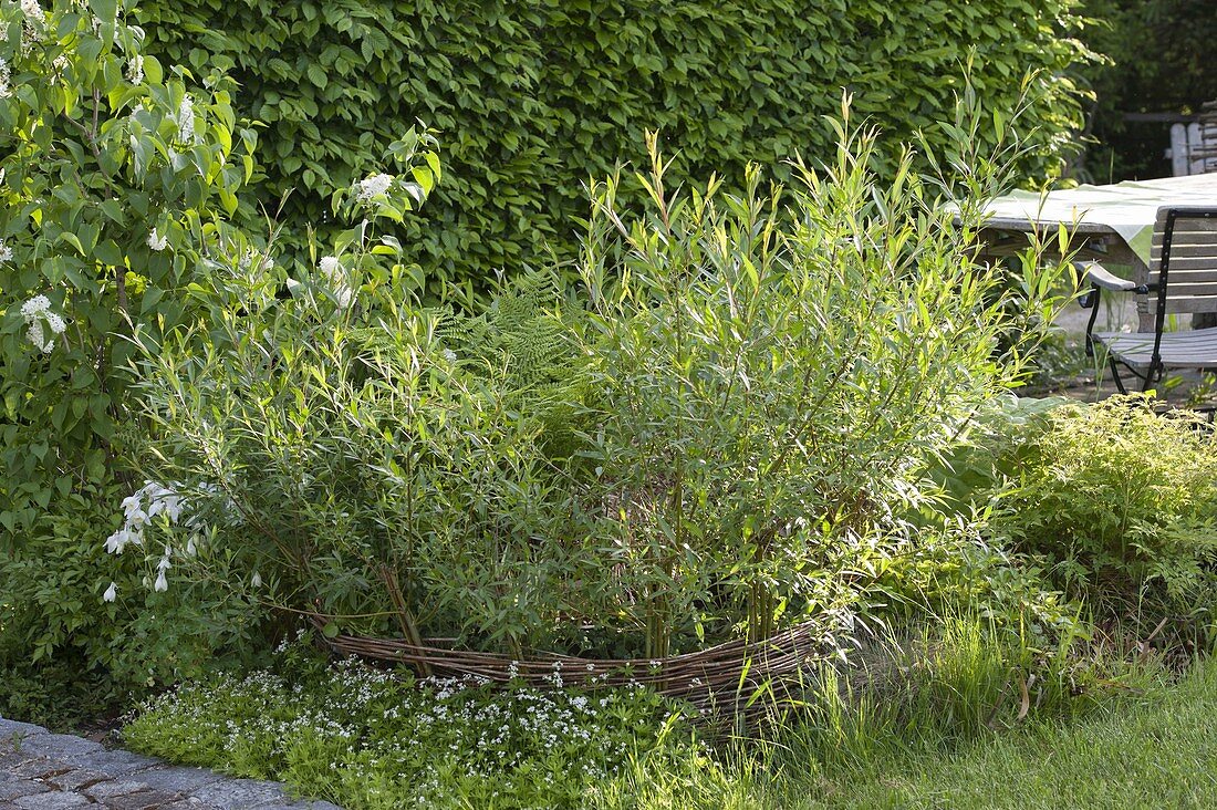 Mini-Teich mit bepflanzter Einfassung aus Weide