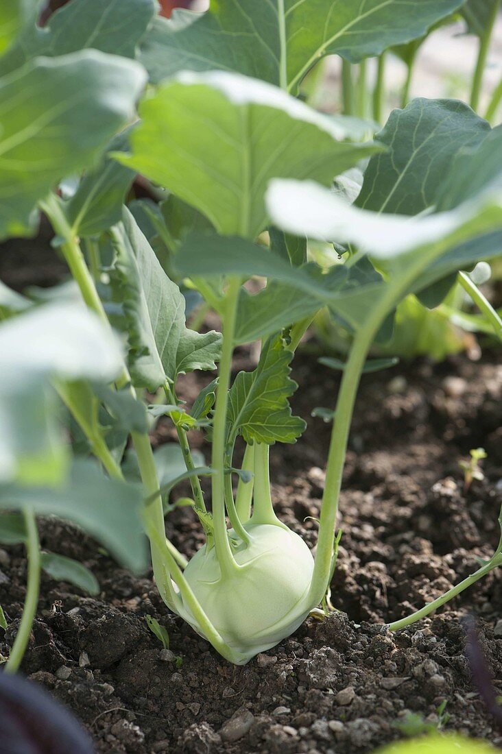 Kohlrabi ((Brassica oleracea var. gongylodes) in cold frame