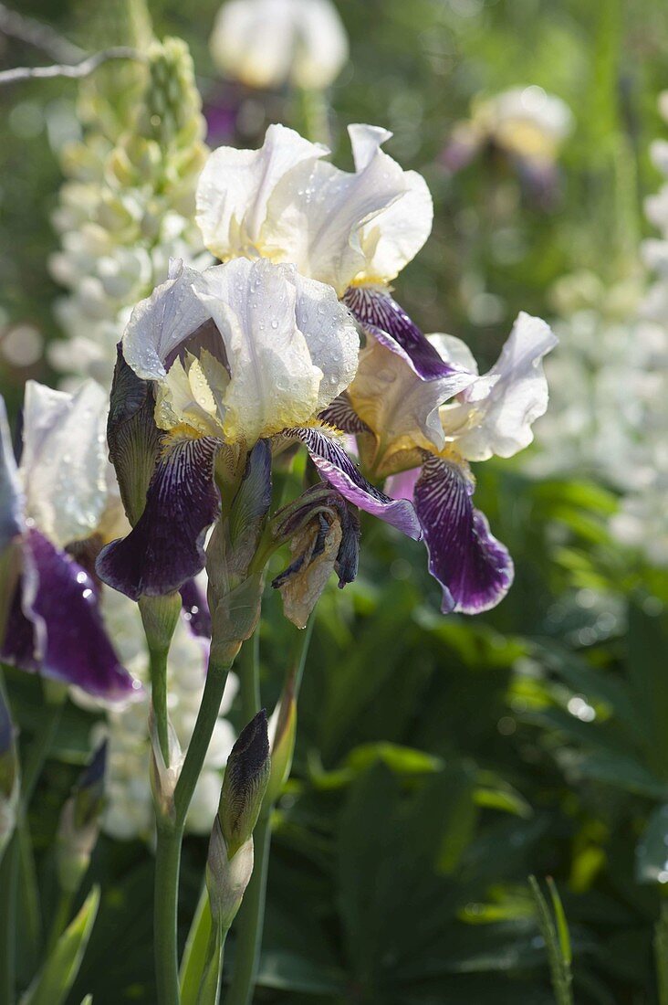 Iris barbata elatior 'Wabash' (tall bartiris, iris)