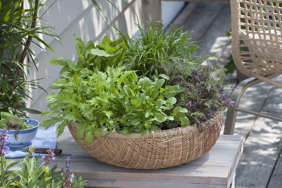 Asia basket with Asian salad Mizuna, Komatsuna 'Green Boy'