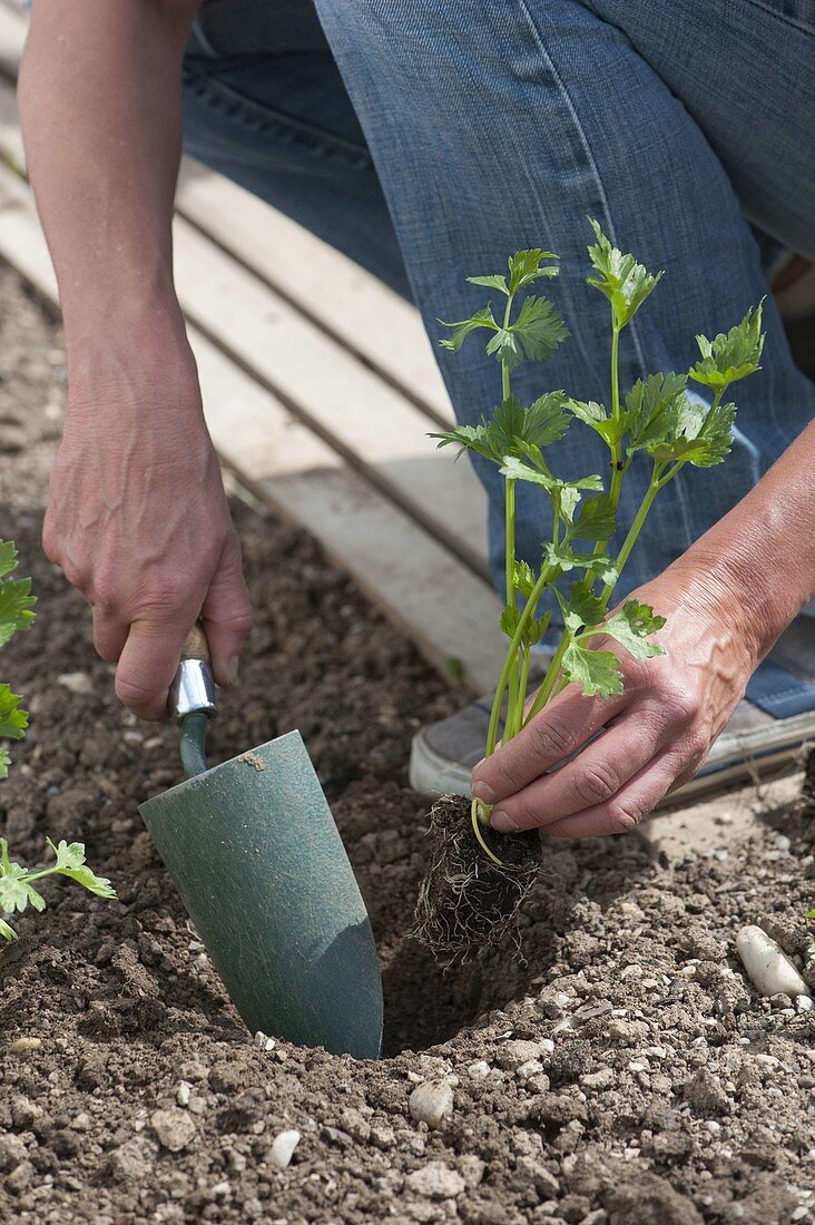 Planting celery stalks in the bed