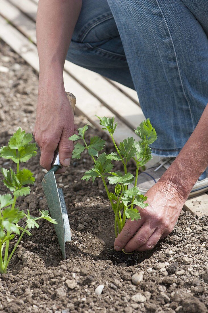 Plant celery stalks in the bed