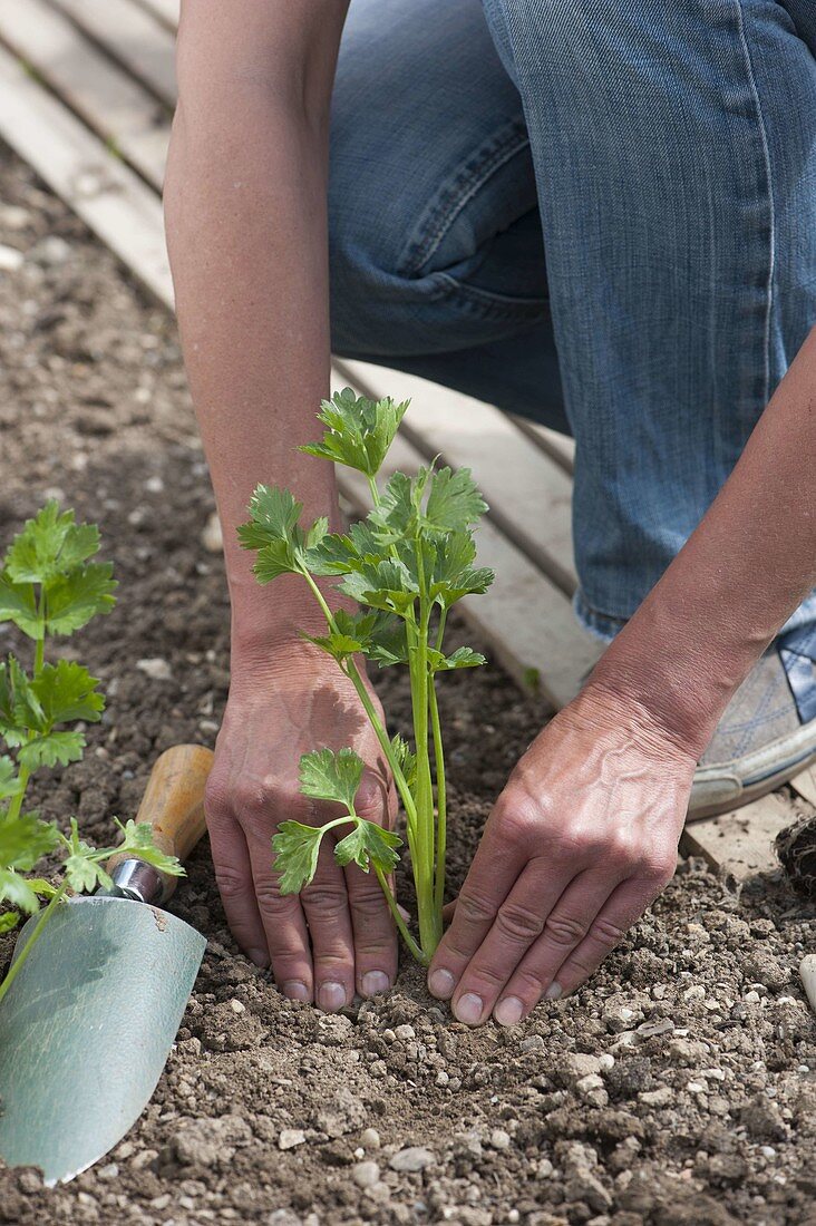 Plant celery stalks in the bed