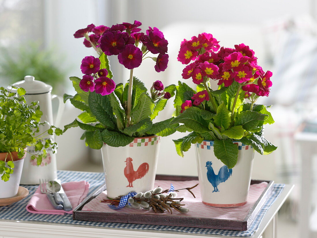 Primula elatior (tall primroses) in planters with rooster decoration