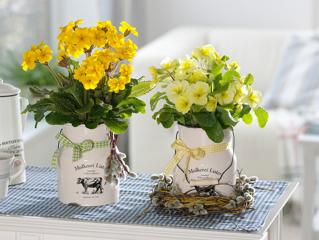 Primula elatior (High Primrose) in small milk churns