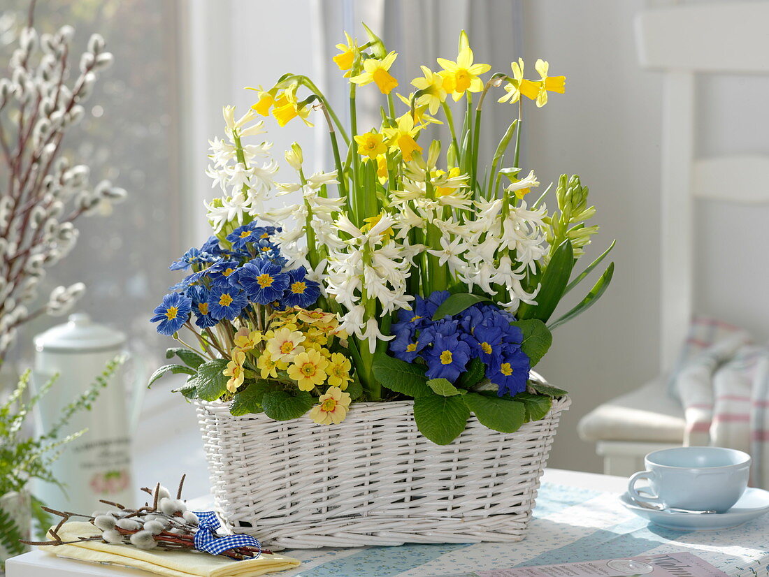 Hyacinthus multiflorus 'White' (Hyacinths), Primula f1 'Zebra Blue', 'Cottage'.