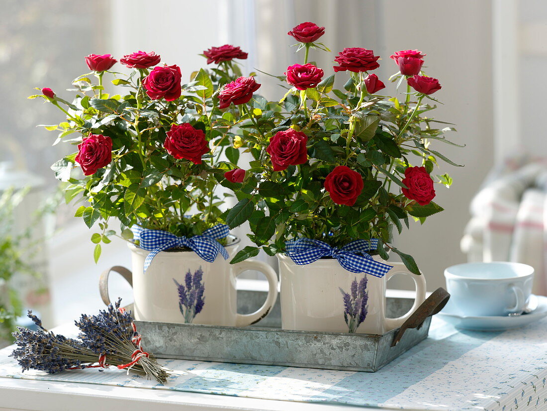Rose chinensis in cups with lavender decor on zinc tray