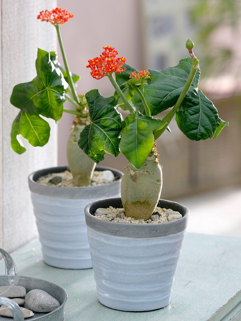 Jatropha podagrica (bottle plant)