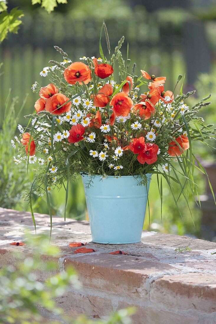 Wiesenstrauss mit Papaver rhoeas (Klatschmohn), Matricaria chamomilla