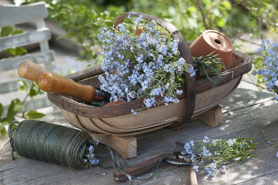 Bouquet of Myosotis (forget-me-not) in chip basket, small tools, clay pot