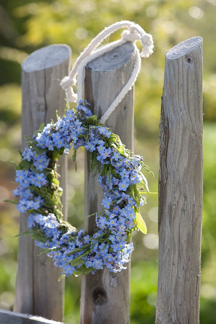 Myosotis wreath by the fence