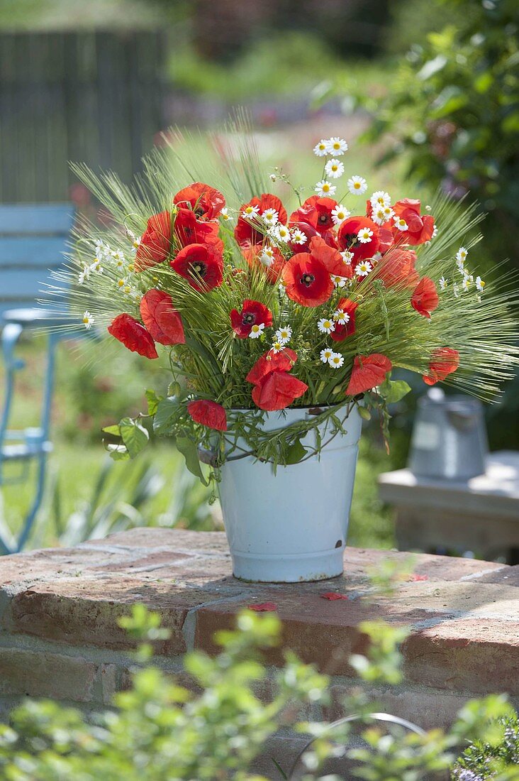 Red-white meadow bouquet of Papaver rhoeas (corn poppy), Matricaria