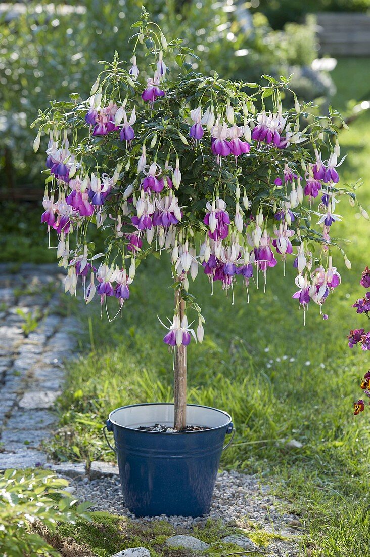 Fuchsia 'Delta's Sarah' (Fuchsie) Stämmchen in blauem Blecheimer