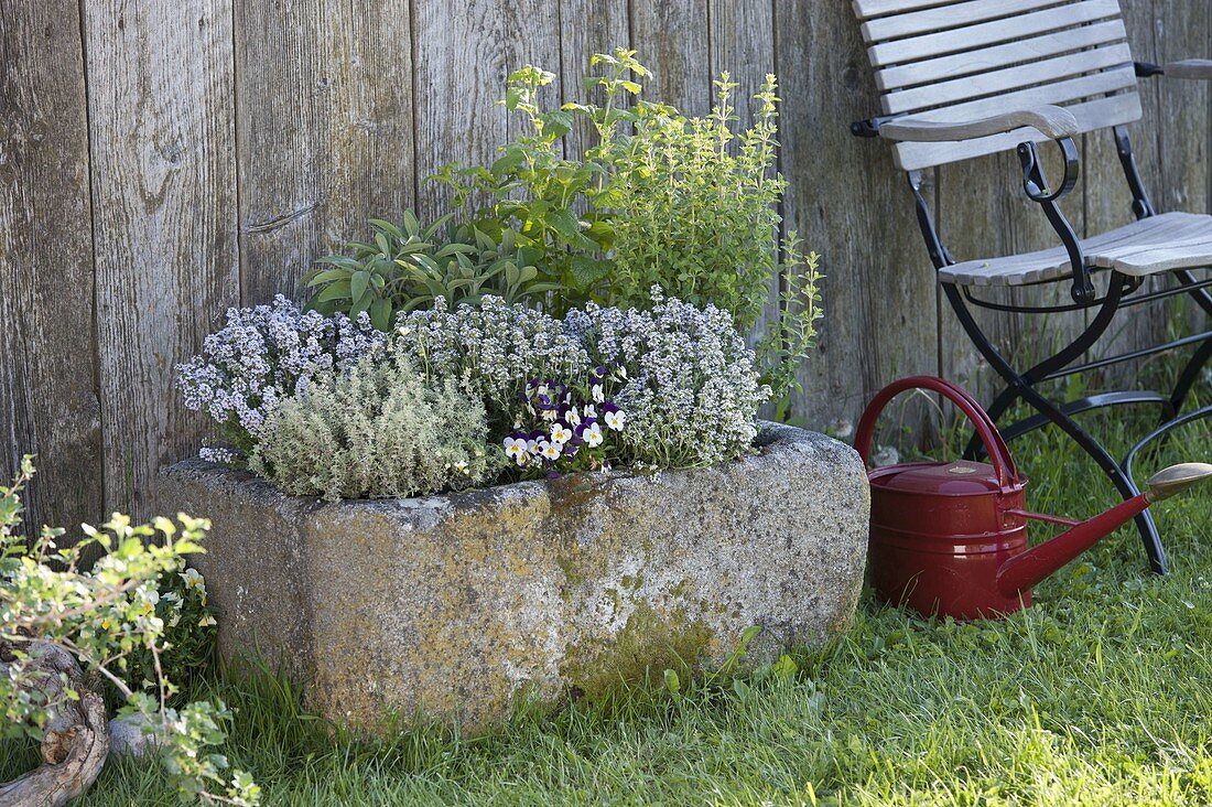 Granite trough planted with thyme (Thymus), lemon thyme