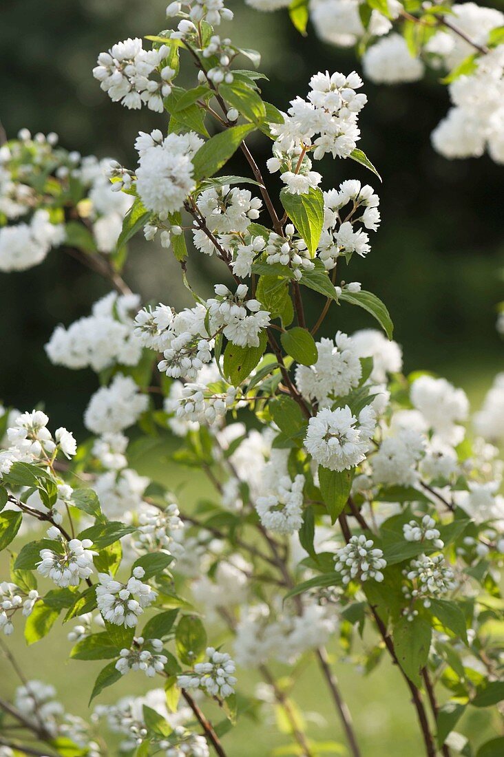 Deutzia magnifica (Mayflower bush, Star bush)