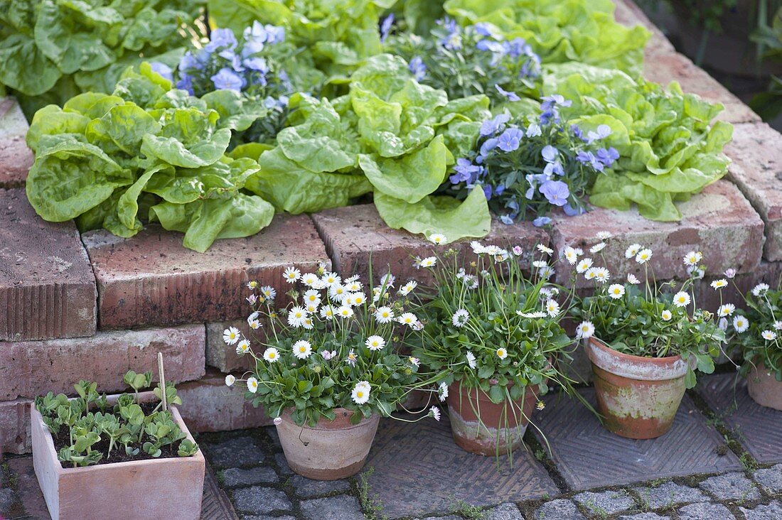 Bellis perennis (daisies) in clay pots