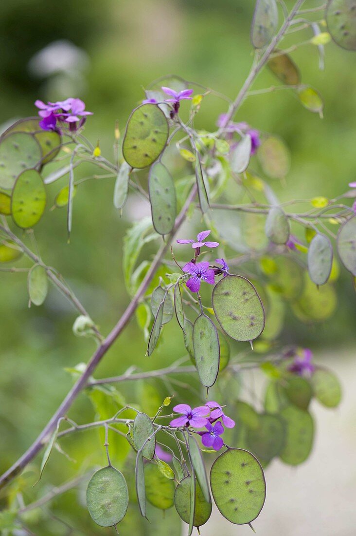 Lunaria annua (annual silverleaf)