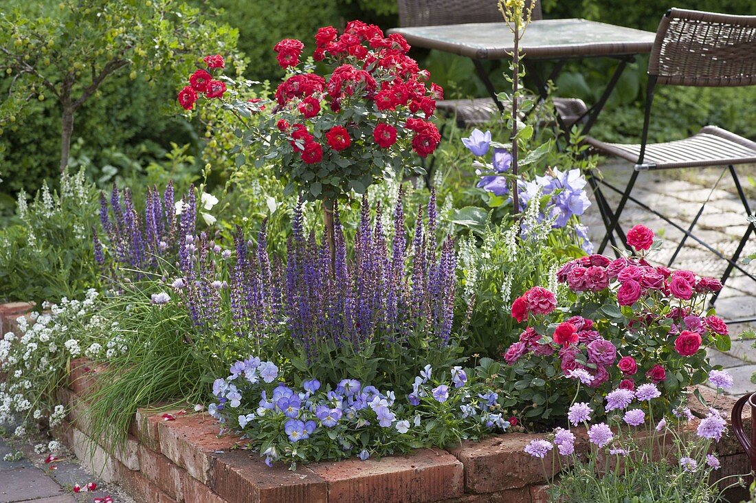 Roses and ornamental sage in bed with clinker edging