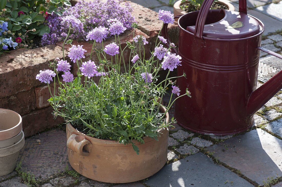 Scabiosa columbaria 'Pink Mist' (Pink dove scabiosa, widow's flower)