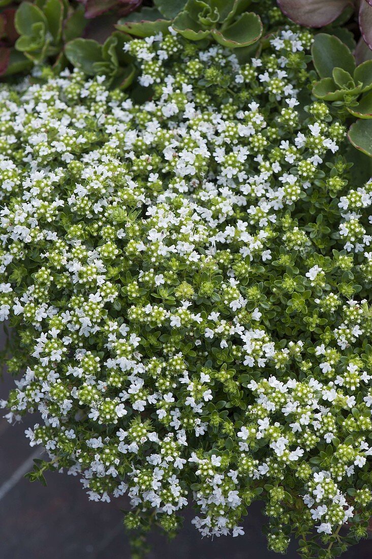 Thymus serpyllum 'Albus' (weißer Teppich-Thymian)