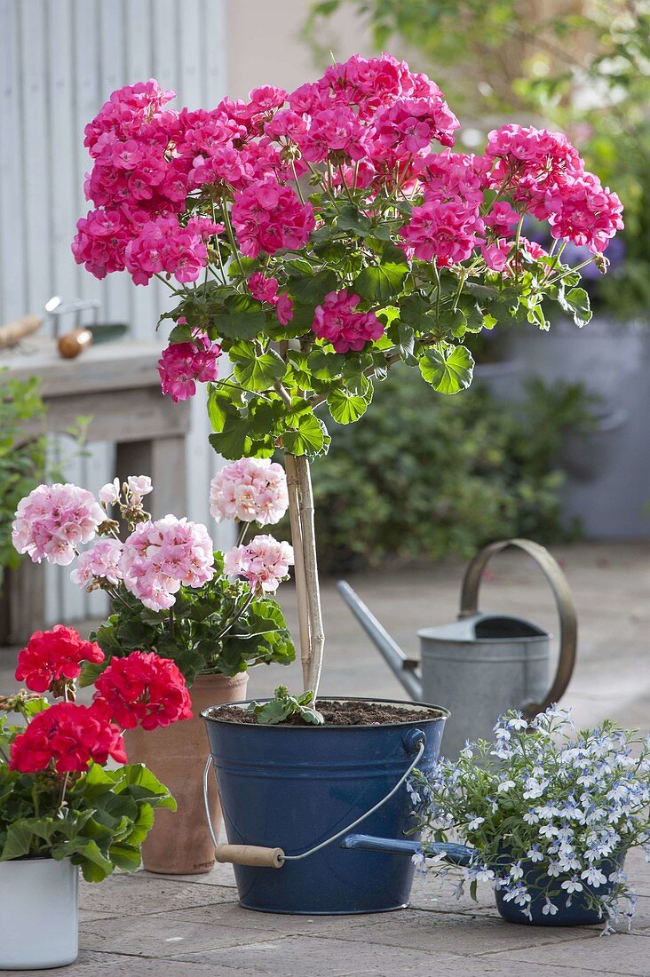 Pelargonium zonal Top 'Puccini' (geranium) high stem