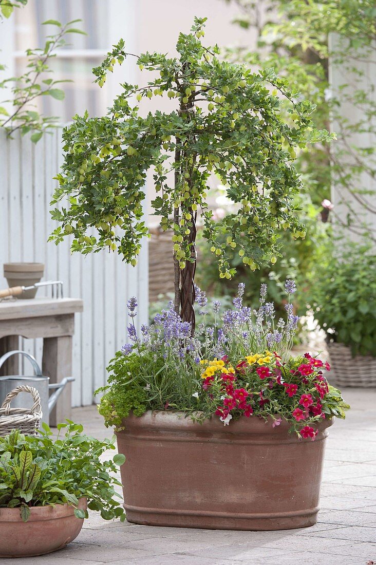 Gooseberry 'Hinnonmäki Green' (Ribes uva-crispa) with lavender