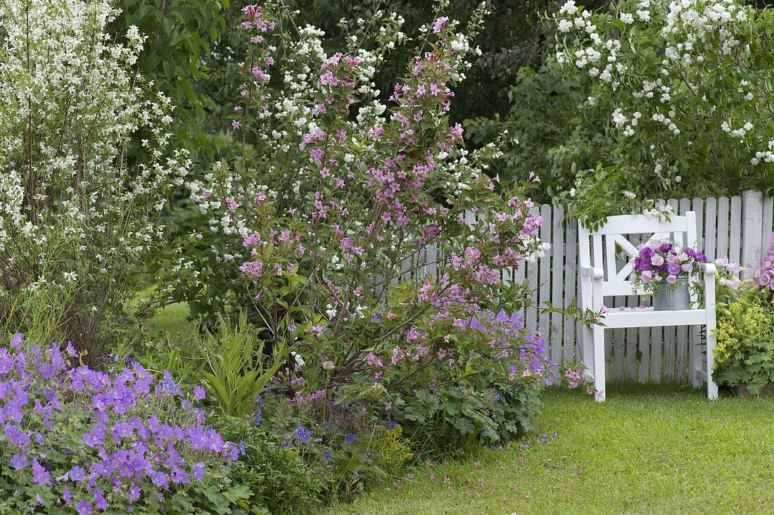 Bed with flowering shrubs: Philadelphus (whistling bush)